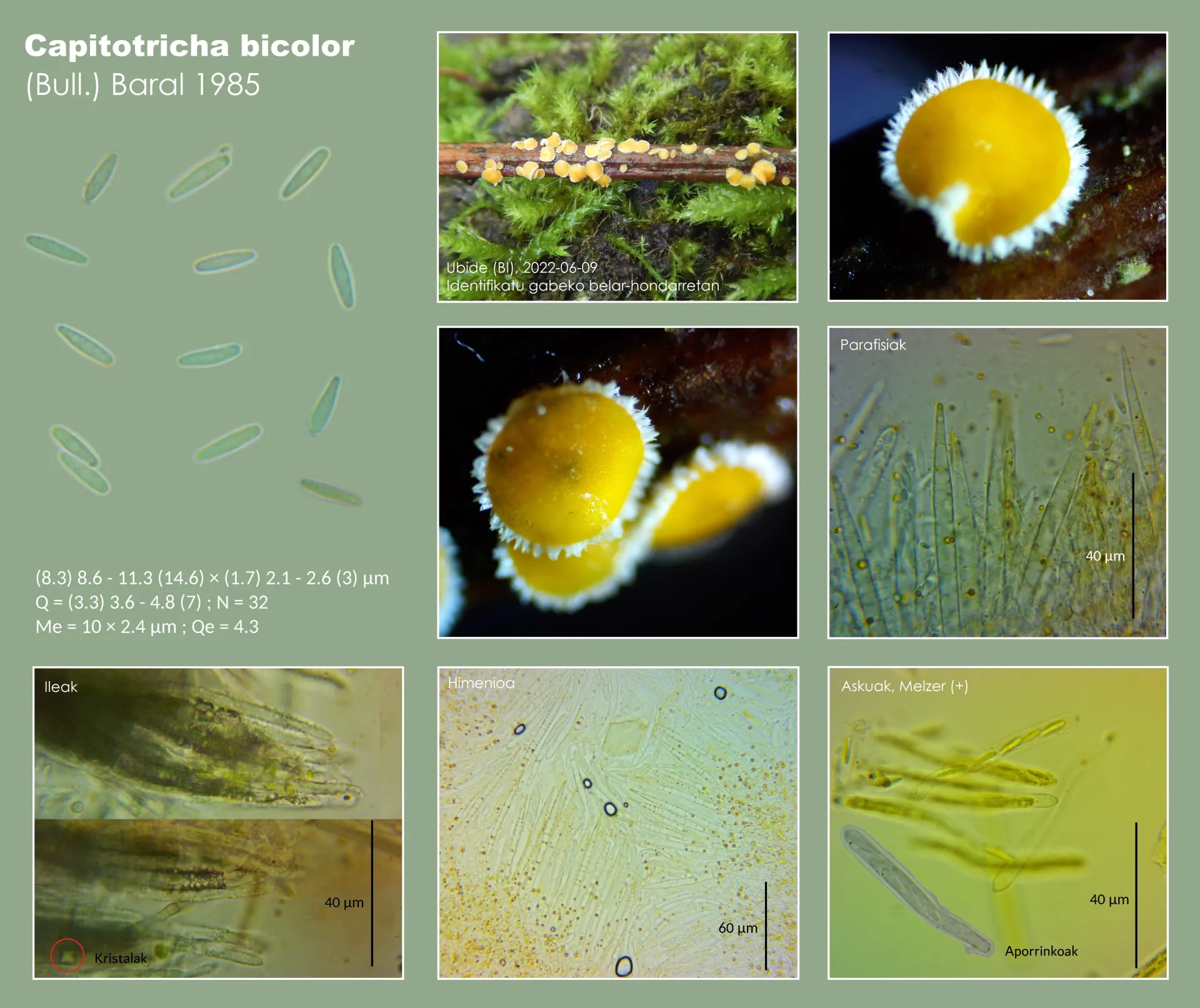 Capitotricha bicolor ficha
